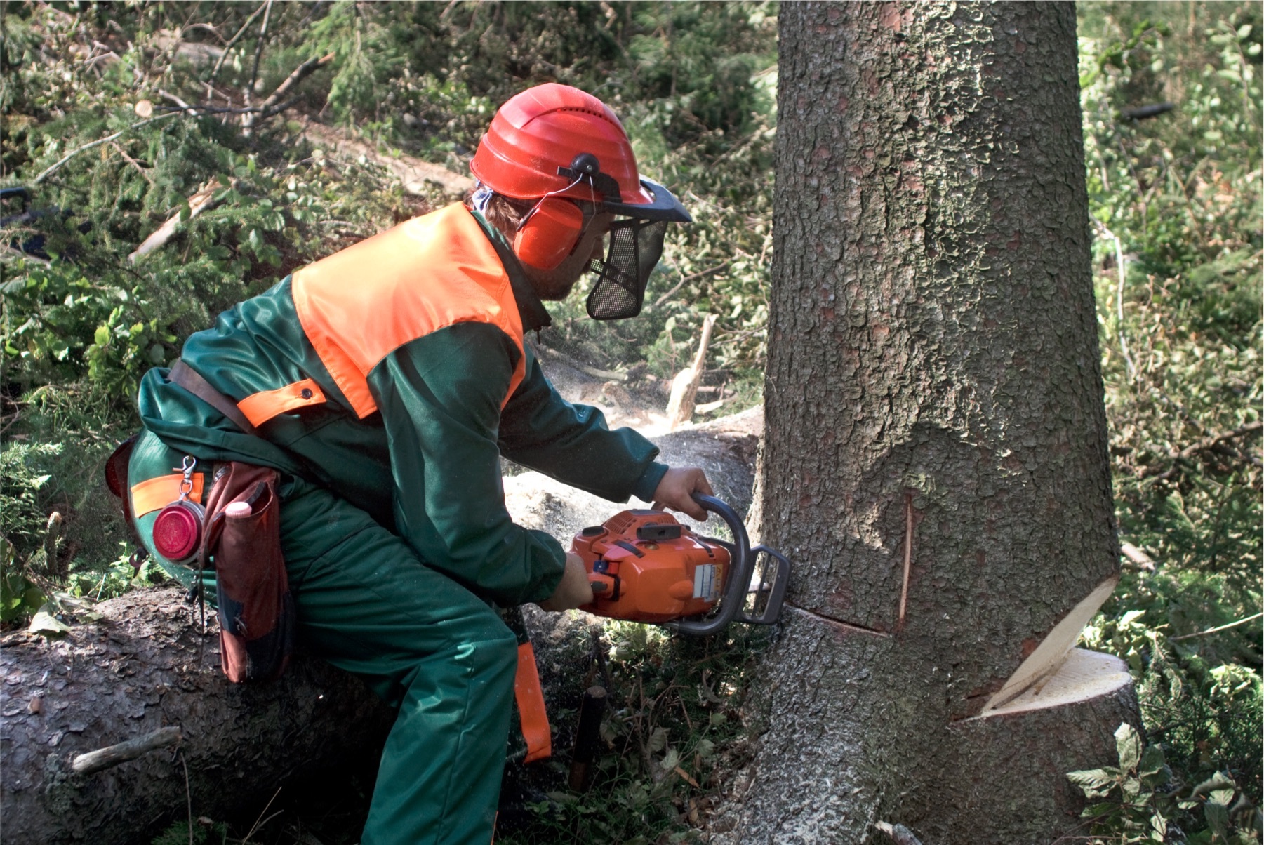 3 stories vom baum zum moebel